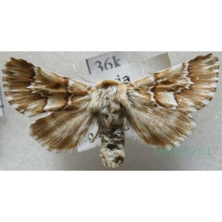 Oxicesta geographica (Fabricius, 1787) Hungaria36k